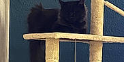 Anatole a rejoint le concours — aidez-le/la à gagner de superbes lots ! animal, black_cat, blue_wall, cat, cat_tree, cozy, cute, domestic_cat, feline, fluffy, fur, hanging_toy, indoor, long_tail, pet, playful, relaxing, resting, scratching_post, toy_mouse