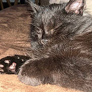 Anatole participe au concours pour gagner de l'argent avec cette photo : kitten, black_cat, sleeping, paw, furry, closeup, cozy, resting, pet, animal, indoor, cute, soft, fur, whiskers, adorable, mammal, domestic, calm, relaxed