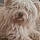 Scottie