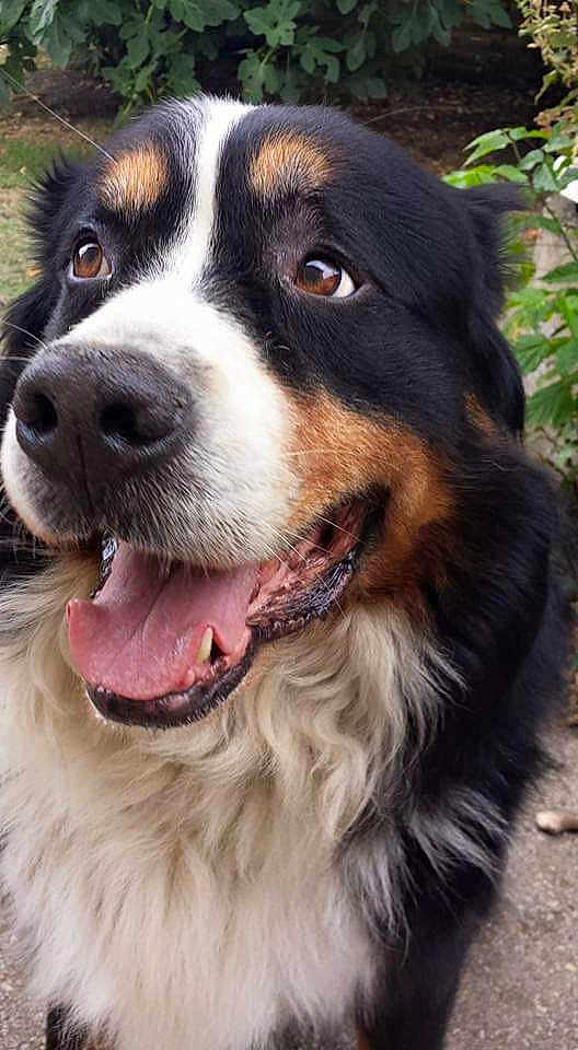 Doggy