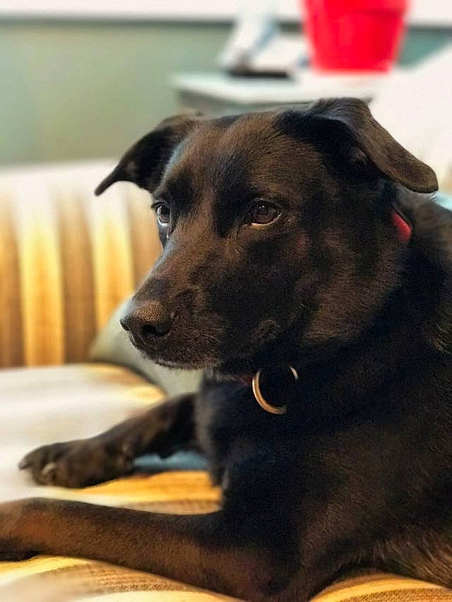 Kole is registered to the contest to win money with this photo: borador, canidae, carnivore, dog, dog_breed, formosan_mountain_dog, labrador_retriever, mammal, patterdale_terrier, potcake_dog, puppy, rare_breed_dog, snout, sporting_group, street_dog