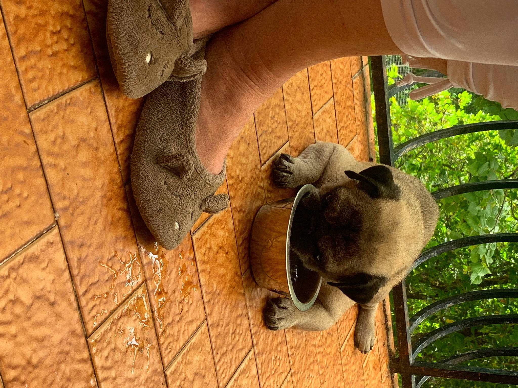 Dobby participe au concours pour gagner de l'argent avec cette photo : comfort, fawn, felidae, flooring, foot, fur, grass, hardwood, human_leg, plant, sunglasses, tail, terrestrial_animal, thigh, toe, tree, trunk, whiskers, wood, wrist