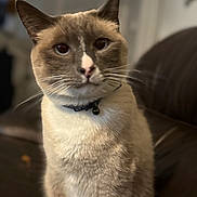 Spaz is registered to the contest to win money with this photo: cat, siamese_cat, pet, animal, indoor, close_up, feline, collar, bell, whiskers, ears, fur, blue_eyes, sitting, leather_couch, blurred_background, domestic_animal, portrait, cute, cozy