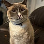 cat, siamese_cat, pet, animal, indoor, close_up, feline, collar, bell, whiskers, ears, fur, blue_eyes, sitting, leather_couch, blurred_background, domestic_animal, portrait, cute, cozy