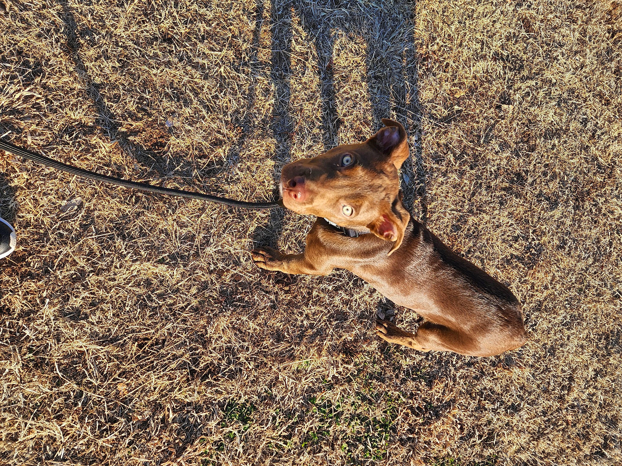Duckie is registered to the contest to win money with this photo: asphalt, canidae, carnivore, dog, dog_breed, fawn, fur, grass, herding_dog, marsupial, paw, road_surface, sand, shadow, soil, sporting_group, street_dog, tail, terrestrial_animal, whiskers