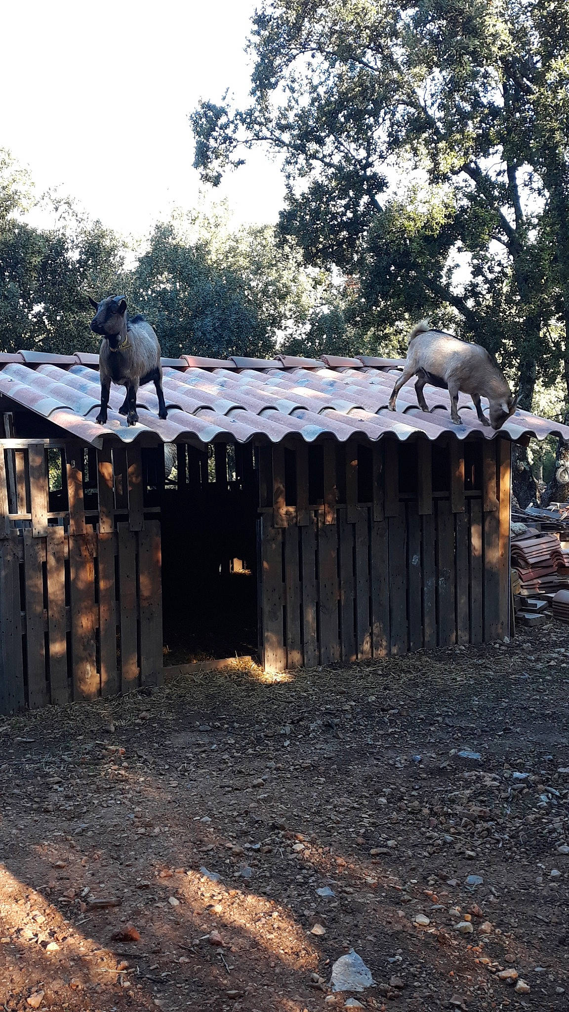 Noiraude Et Noisette