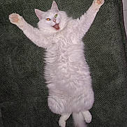 Duchesse participe au concours pour gagner de l'argent avec cette photo : cat, white_cat, fluffy, pet, animal, lying_down, green_background, spread_paws, happy_expression, indoor, close_up, fur, cute, playful, mammal, four_legs, tail, whiskers, eyes, mouth_open