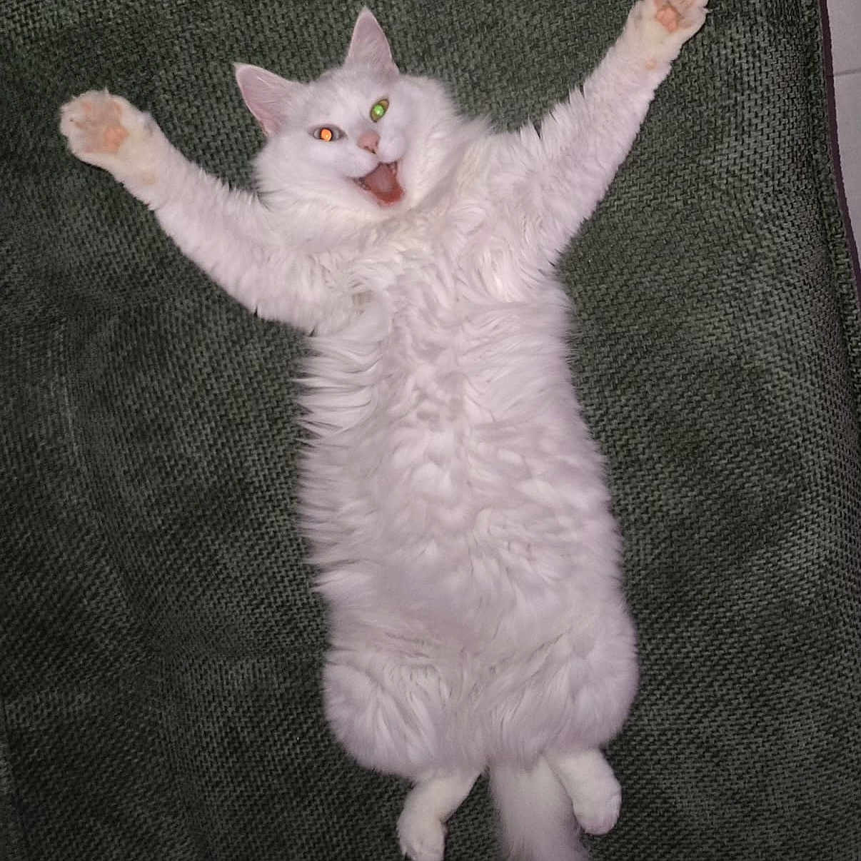 Duchesse participe au concours pour gagner de l'argent avec cette photo : animal, cat, close_up, cute, eyes, fluffy, four_legs, fur, green_background, happy_expression, indoor, lying_down, mammal, mouth_open, pet, playful, spread_paws, tail, whiskers, white_cat