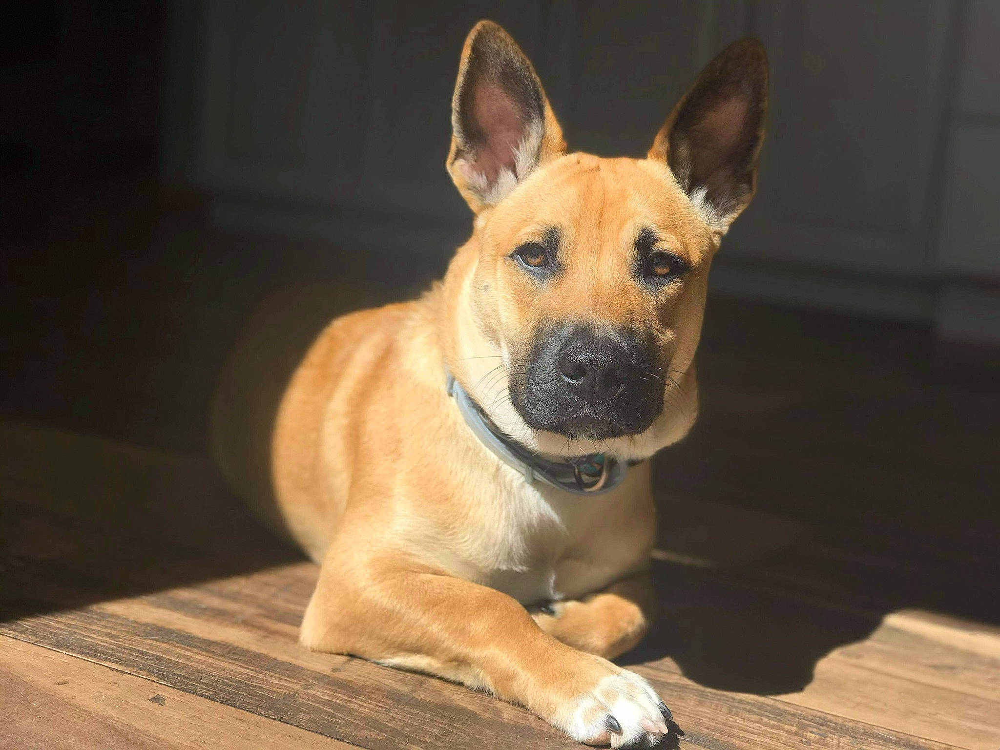 Scrappy joined the competition — help win amazing prizes! ancient_dog_breeds, canidae, carnivore, collar, companion_dog, dog, dog_breed, fawn, fur, hardwood, herding_dog, jaw, snout, sporting_group, tail, terrestrial_animal, whiskers, wood, working_animal, working_dog