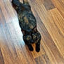 Kitten joined the competition — help win amazing prizes! cat, tortoiseshell, wooden_floor, pet, animal, feline, curious, lying_down, indoor, flooring, whiskers, ears, eyes, playful, domestic_animal, fur, cute, resting, looking_up, young_cat