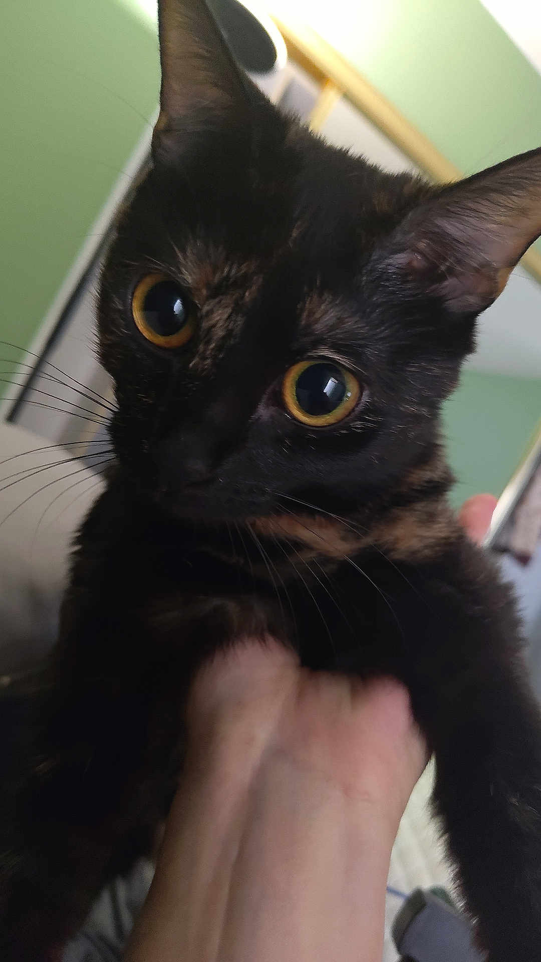Kitten joined the competition — help win amazing prizes! cat, tortoiseshell, pet, close_up, yellow_eyes, whiskers, indoor, hand, fur, animal, cute, feline, portrait, domestic_animal, looking, holding, ears, face, attention, young
