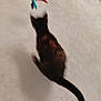 cat, pet, feather_toy, carpet, indoor, animal, feline, curious, blur, tail, play, brown, black, fur, shadow, floor, domestic, toy, motion, background
