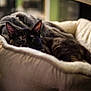 Kitten is registered to the contest to win money with this photo: cat, sleeping, pet_bed, blanket, cozy, indoor, feline, black_cat, resting, soft_lighting, blurred_background, comfortable, fur, animal, domestic, relaxed, cute, quiet, warm, home