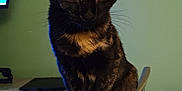 Kitten joined the competition — help win amazing prizes! cat, tortoiseshell, pet, indoor, chair, furniture, home_office, computer, desk, green_wall, curious, animal, whiskers, ears, eyes, perched, domestic, mammal, cute, alert