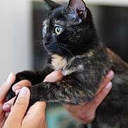 Kitten is registered to the contest to win money with this photo: cat, tortoiseshell, pet, animal, hands, holding, indoor, curious, feline, closeup, portrait, domestic, fur, whiskers, ears, eyes, soft_focus, background_blur, companionship, cute