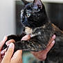 cat, tortoiseshell, pet, animal, hands, holding, indoor, curious, feline, closeup, portrait, domestic, fur, whiskers, ears, eyes, soft_focus, background_blur, companionship, cute