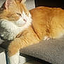 Luffy a rejoint le concours — aidez-le/la à gagner de superbes lots ! cat, orange_cat, white_cat, fluffy, pet, animal, chair, indoor, sunlight, relaxing, feline, paw, fur, domestic_cat, resting, side_view, cozy, whiskers, cute, calm