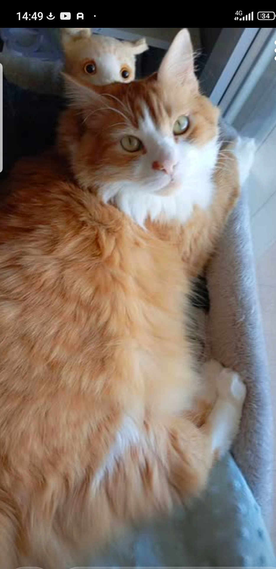 Luffy participe au concours pour gagner de l'argent avec cette photo : cat, orange_cat, white_cat, fluffy, pet_bed, stuffed_animal, toy_dog, window, indoor, cozy, relaxed, fur, animal, cute, domestic_cat, resting, looking_away, soft_texture, companion, curious