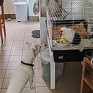 Javel a rejoint le concours — aidez-le/la à gagner de superbes lots ! animal_interaction, container, curious, dog, domestic_animals, floor_mat, furniture, guinea_pig, indoor, kitchen, pet_cage, pet_food, poster, small_pet, tile_floor, towel, trash_bin, water_bottle, white_dog, wooden_chair