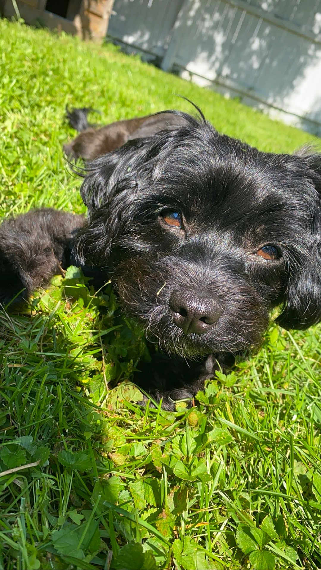 Georgia is registered to the contest to win money with this photo: dog, black_dog, grass, outdoor, sunlight, pet, close_up, fur, nature, relaxed, animal, summer, greenery, canine, sunny, lawn, cute, portrait, daylight, domestic_animal