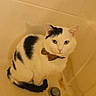 animal, bathroom, bathtub, black_and_white, bow_tie, cat, cleaning_products, companion, curious, cute, domestic_animal, drain, feline, fur, indoor, looking, pet, sitting, tiles, whiskers