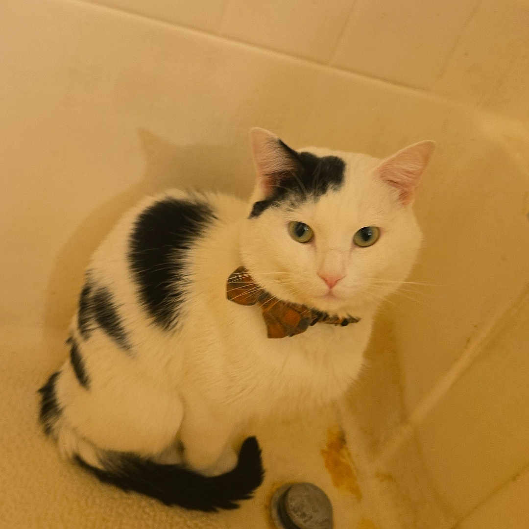 Catrick Swayze is registered to the contest to win money with this photo: animal, bathroom, bathtub, black_and_white, bow_tie, cat, cleaning_products, companion, curious, cute, domestic_animal, drain, feline, fur, indoor, looking, pet, sitting, tiles, whiskers