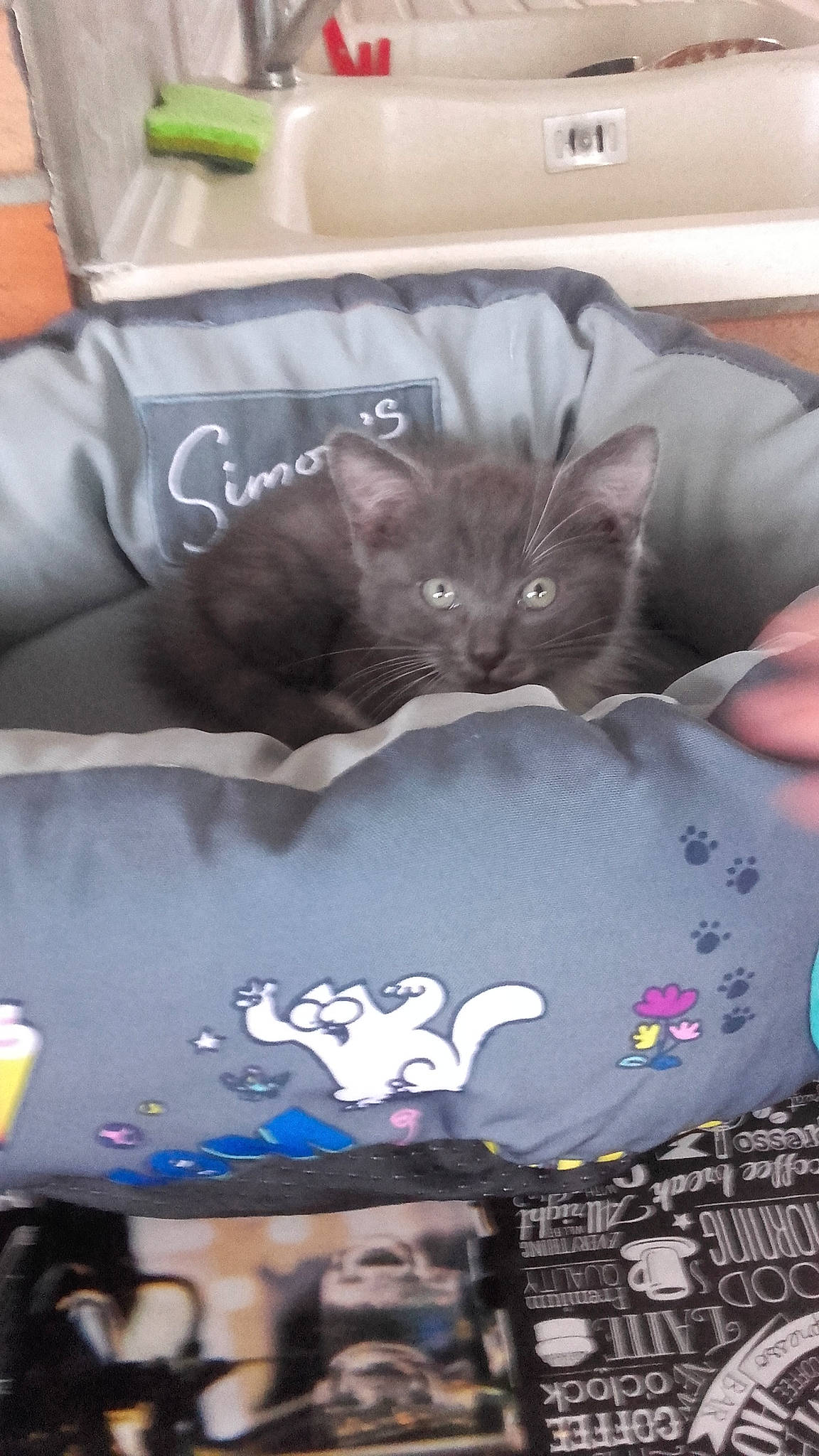 Zouzoute participe au concours pour gagner de l'argent avec cette photo : bag, baggage, black_cat, box, carnivore, cat, cat_supply, comfort, couch, domestic_short_haired_cat, event, felidae, fur, grey, linens, luggage_and_bags, room, small_to_medium_sized_cats, t_shirt, whiskers