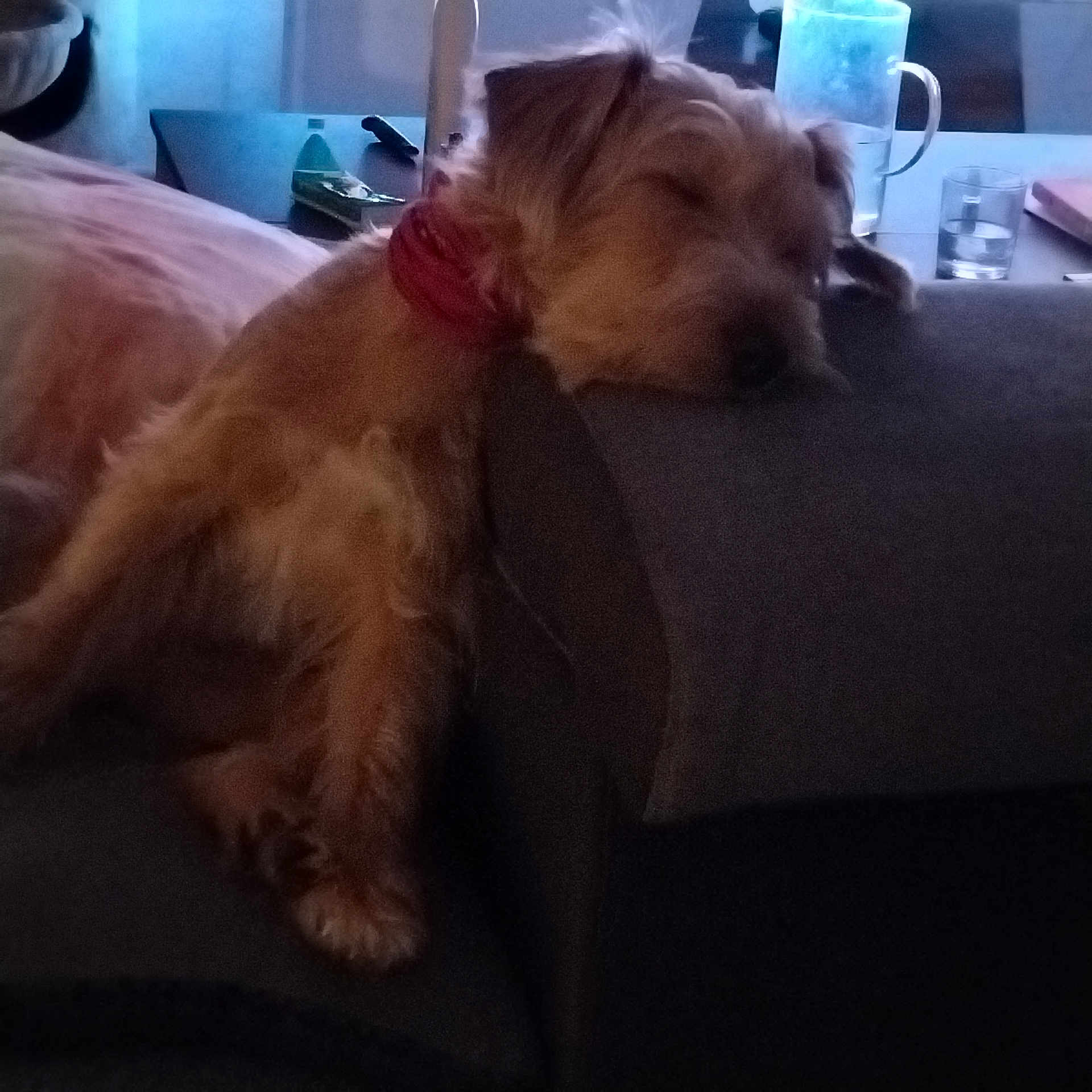 Chipie a rejoint le concours — aidez-le/la à gagner de superbes lots ! armrest, brown_fur, canine, collar, couch, cozy, dim_light, dog, domestic_animal, fur, furniture, glass, home, indoor, pet, relaxed, resting, sleeping, table, water