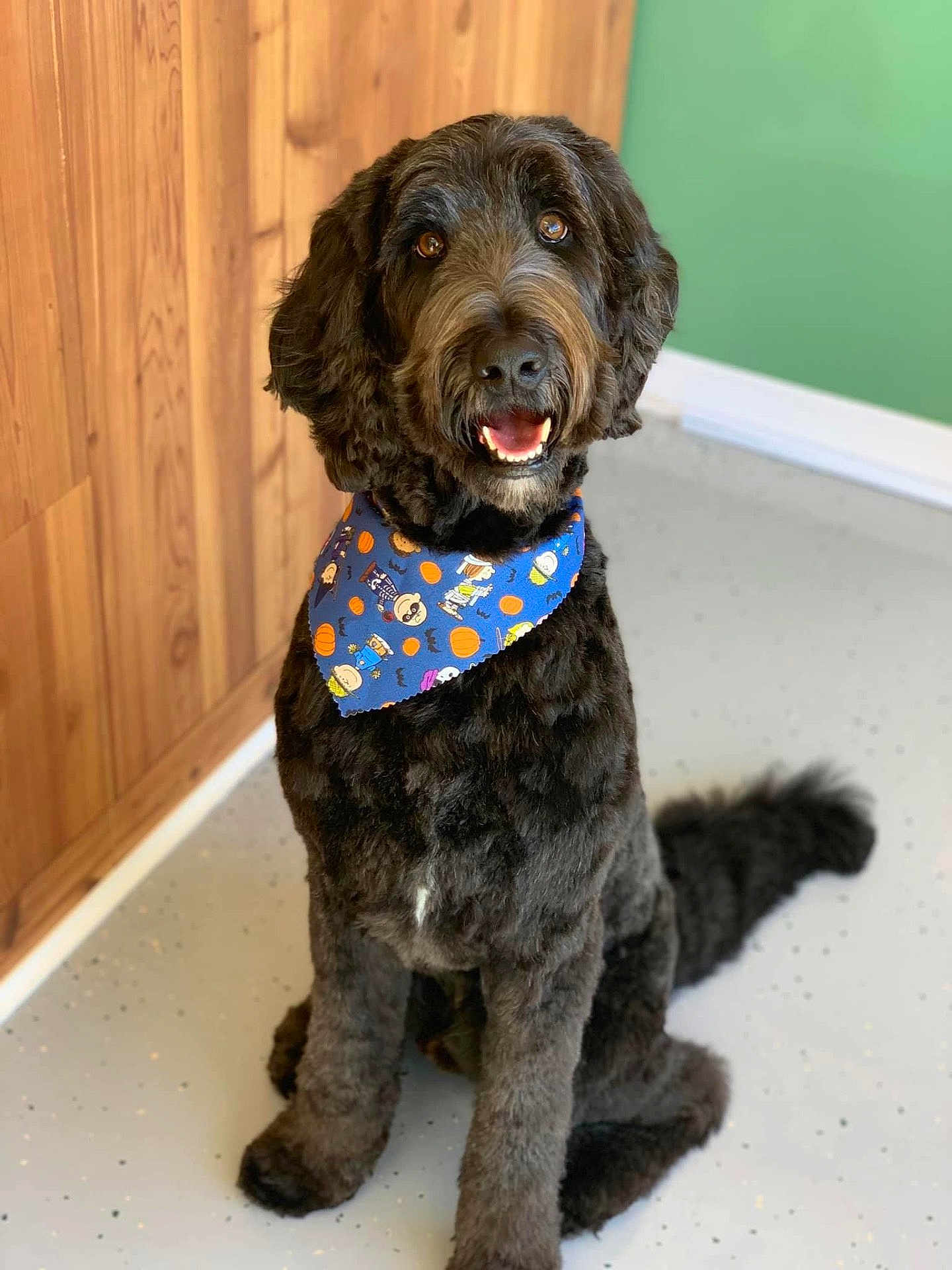 Charlie is registered to the contest to win money with this photo: accessories, animal, bandana, canine, cockerspaniel, dog, formalwear, hardwood, headband, hound, indoors, interiordesign, pet, poodle, puppy, stainedwood, strap, terrier, tie, wood