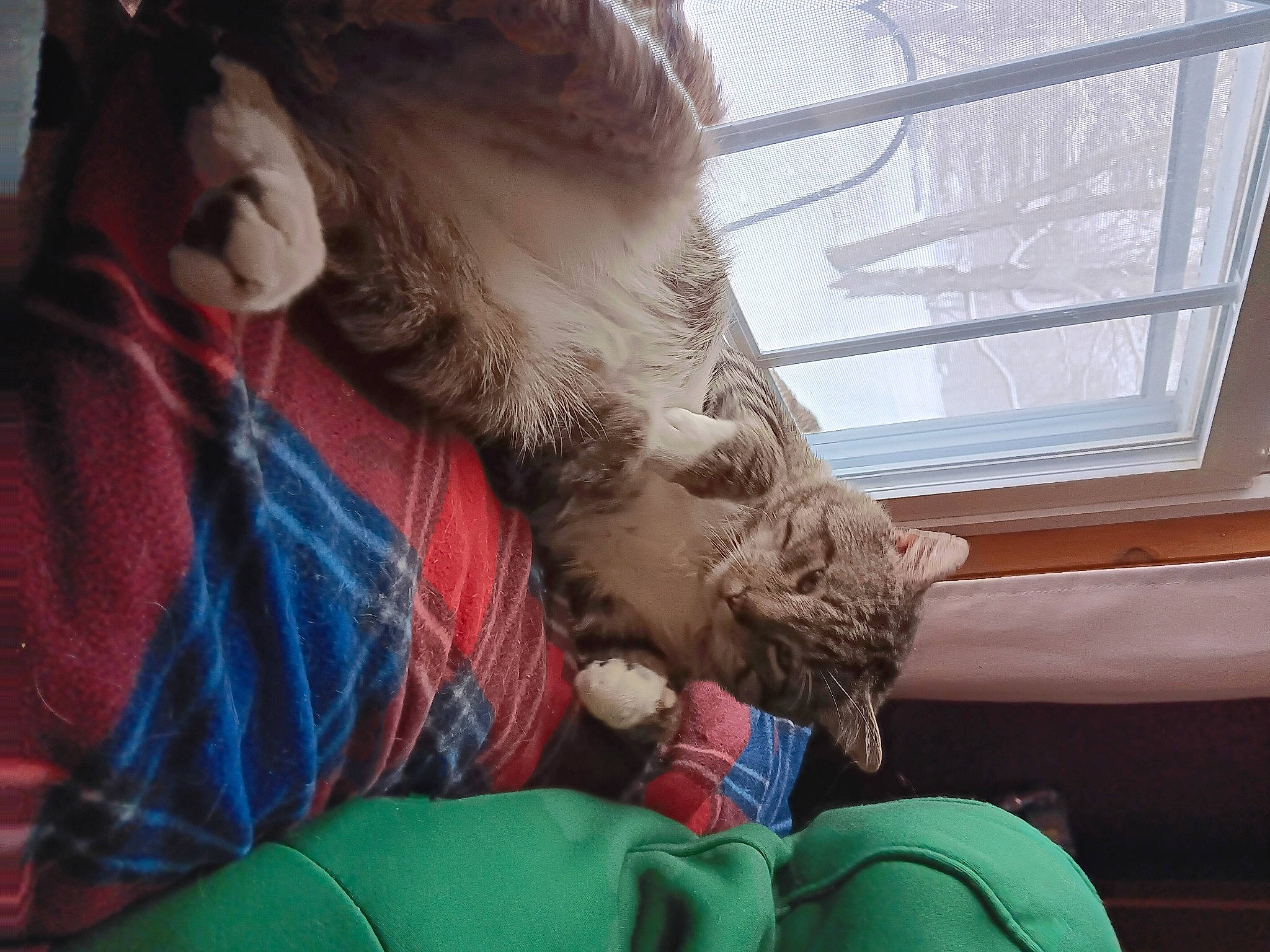 Hadies joined the competition — help win amazing prizes! brown_hair, carnivore, cat, comfort, companion_dog, domestic_short_haired_cat, fawn, felidae, fur, human_leg, lap, nail, paw, plaid, sitting, skin, small_to_medium_sized_cats, textile, whiskers, window