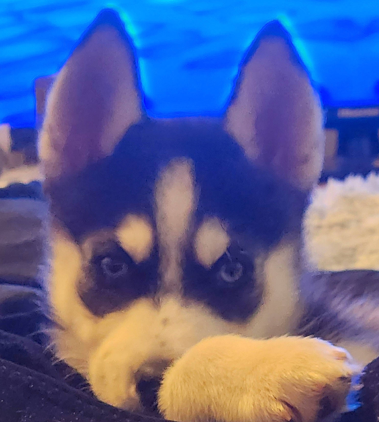 Luna is registered to the contest to win money with this photo: art, blue, canidae, carnivore, close_up, cloud, companion_dog, dog, dog_breed, electric_blue, fawn, fur, light, organism, sky, snout, terrestrial_animal, toy_dog, whiskers, working_animal