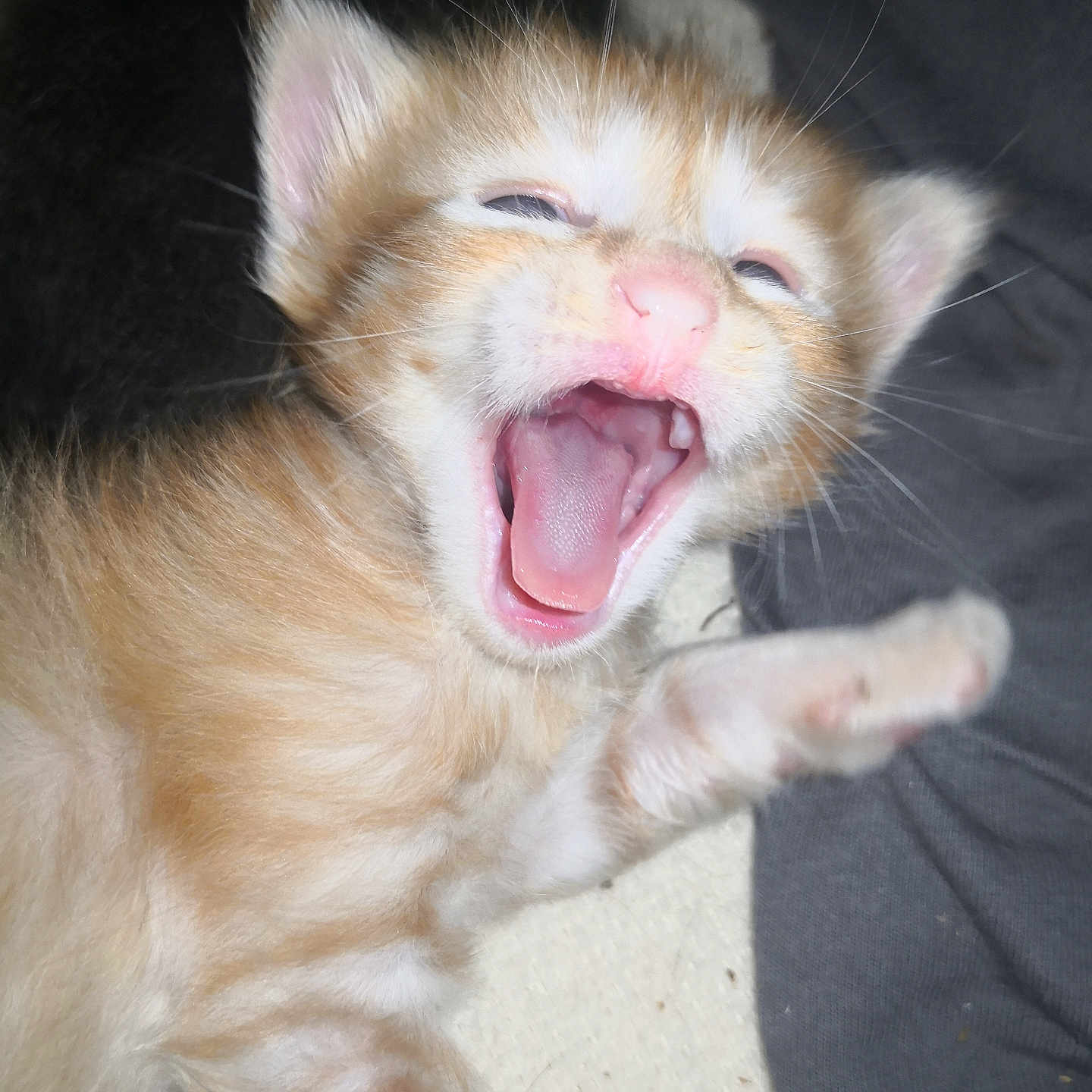 Spirou participe au concours pour gagner de l'argent avec cette photo : abyssinian, animal, bodypart, cat, kitten, manx, mouth, person, pet, siamese, teeth, tongue