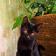 Kawa a rejoint le concours — aidez-le/la à gagner de superbes lots ! abyssinian, animal, blackcat, cat, ivy, kitten, leaf, manx, pet, plant, wood
