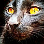 Kawa a rejoint le concours — aidez-le/la à gagner de superbes lots ! animal, blackcat, cat, kitten, manx, pet