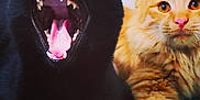 Kawa participe au concours pour gagner de l'argent avec cette photo : animal, blackcat, bodypart, cat, couch, face, furniture, head, kitten, manx, mouth, panther, person, pet, photography, portrait, purple, selfie, teeth, tongue