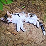 abyssinian, animal, cat, grass, green, herbal, herbs, jungle, kitten, leaf, manx, path, person, pet, plant, rock, slate, sleeping, soil, vegetation