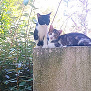 Speedy participe au concours pour gagner de l'argent avec cette photo : abyssinian, animal, architecture, building, cat, flower, garden, herbal, herbs, kitten, leaf, manx, nature, outdoors, pet, plant, pottedplant, tree, vegetation, wall