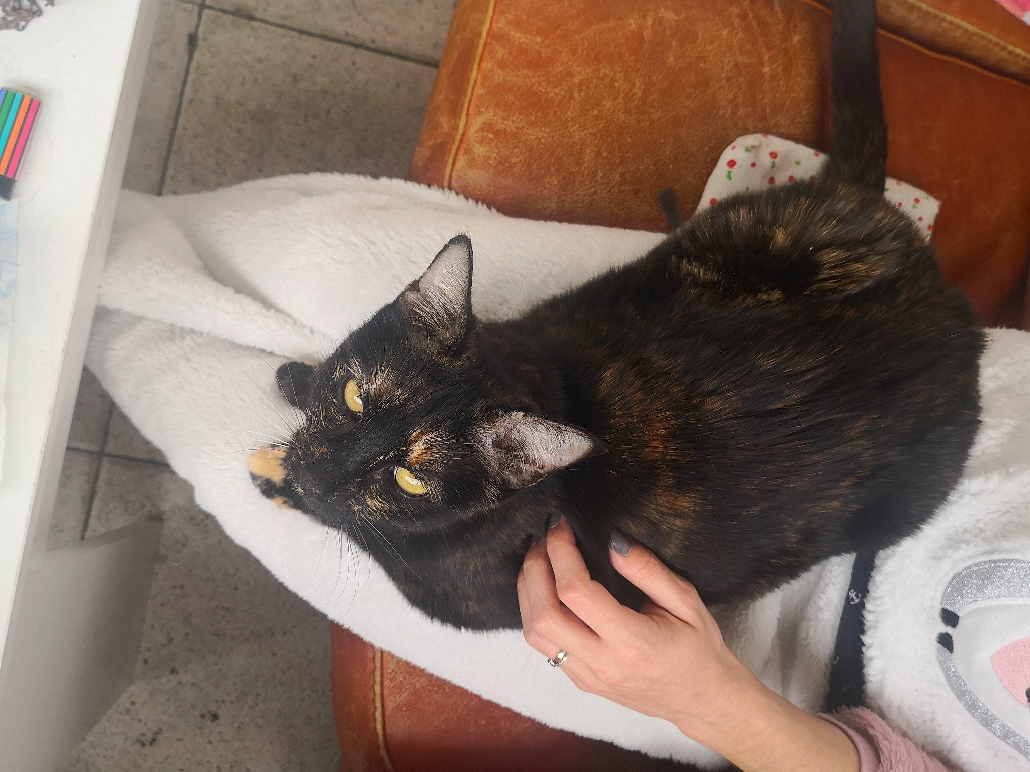 Cha-cha participe au concours pour gagner de l'argent avec cette photo : black_cat, bombay, carnivore, cat, claw, comfort, domestic_short_haired_cat, felidae, fur, gesture, lap, nap, paw, small_to_medium_sized_cats, tail, whiskers