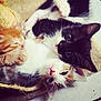Félix participe au concours pour gagner de l'argent avec cette photo : abyssinian, animal, blackcat, cat, kitten, manx, pet, siamese