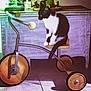 Félix a rejoint le concours — aidez-le/la à gagner de superbes lots ! animal, bed, cat, furniture, kitten, maceclub, machine, manx, person, pet, plant, plywood, pottedplant, scooter, transportation, tricycle, vehicle, weapon, wheel, wood