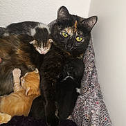 Chouquette a rejoint le concours — aidez-le/la à gagner de superbes lots ! abyssinian, animal, armchair, blackcat, brasssection, canine, cat, chair, couch, dog, furniture, horn, kitten, manx, musicalinstrument, pet, siamese