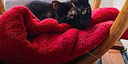 Chouquette a rejoint le concours — aidez-le/la à gagner de superbes lots ! abyssinian, animal, armchair, bed, blackcat, blanket, cat, chair, couch, cushion, furniture, hardwood, homedecor, kitten, manx, pet, siamese, towel, velvet, wood