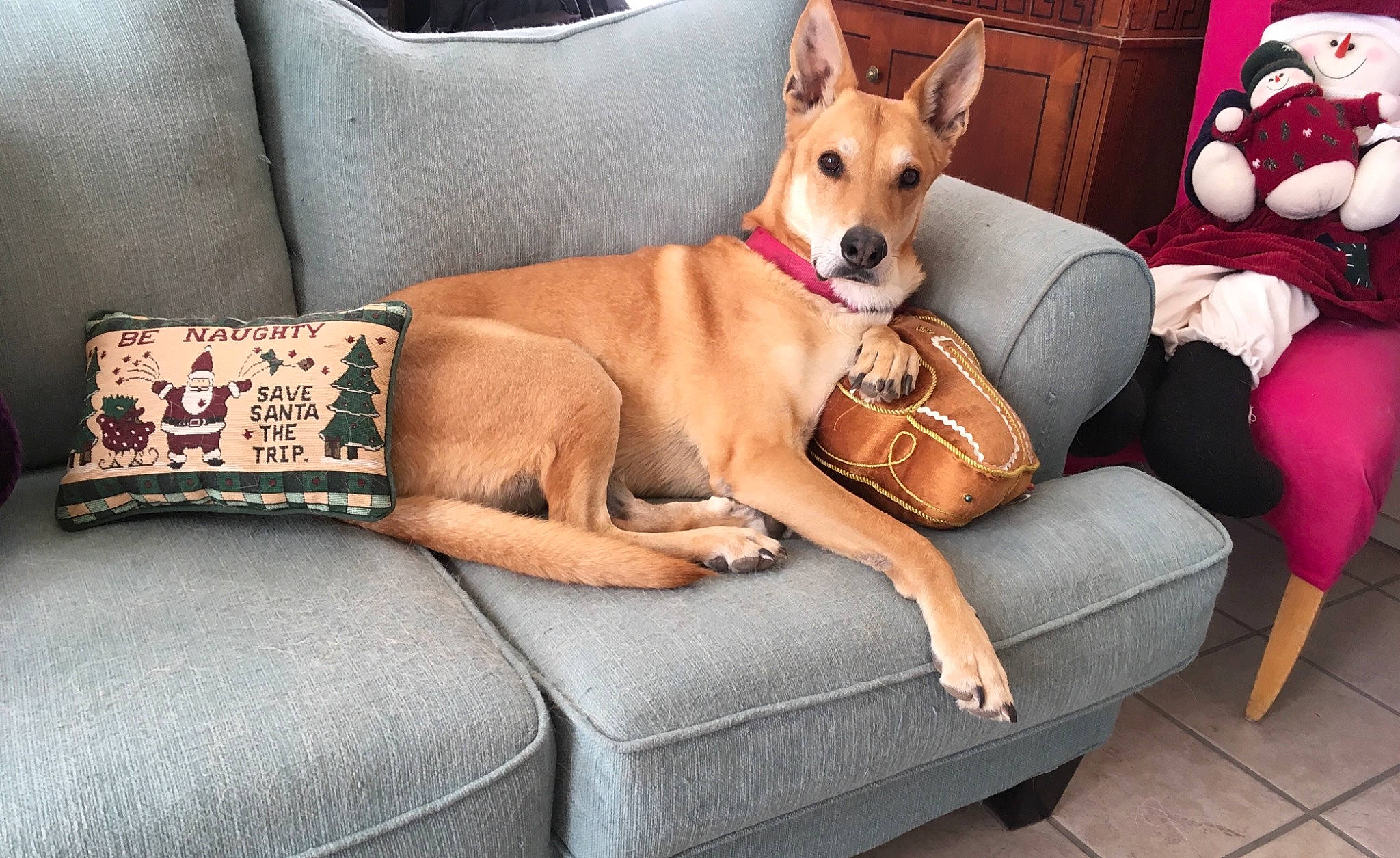 Harley joined the competition — help win amazing prizes! carnivore, collar, comfort, companion_dog, couch, dog, dog_breed, dog_collar, dog_supply, fawn, foot, furniture, human_leg, lap, outdoor_furniture, pet_supply, pillow, sporting_group, toy, working_animal