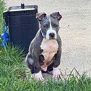 Jace joined the competition — help win amazing prizes! canine, daylight, dog, floppy_ears, front_facing, grass, gray_and_white, mailbox, neighborhood, outdoor, pet, pit_bull, portrait, puppy, serious_expression, short_hair, sidewalk, sitting, white_chest, white_paws
