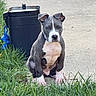 canine, daylight, dog, floppy_ears, front_facing, grass, gray_and_white, mailbox, neighborhood, outdoor, pet, pit_bull, portrait, puppy, serious_expression, short_hair, sidewalk, sitting, white_chest, white_paws