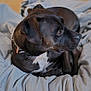 Oslo a rejoint le concours — aidez-le/la à gagner de superbes lots ! animal, beagle, blanket, bulldog, canine, couch, cushion, dog, furniture, homedecor, hound, indoors, labradorretriever, linen, pet, pitbull, pointer, puppy, snout, wood