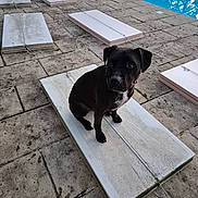 Oslo a rejoint le concours — aidez-le/la à gagner de superbes lots ! animal, architecture, building, bulldog, canine, dog, flagstone, house, housing, machine, path, pet, pool, puppy, sidewalk, staircase, swimmingpool, walkway, water, waterfront