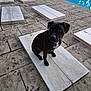 animal, architecture, building, bulldog, canine, dog, flagstone, house, housing, machine, path, pet, pool, puppy, sidewalk, staircase, swimmingpool, walkway, water, waterfront