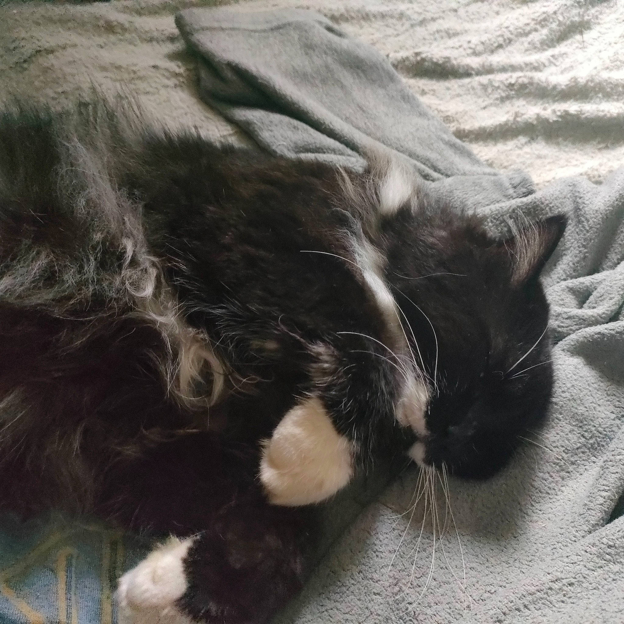 Sherlock participe au concours pour gagner de l'argent avec cette photo : black_cat, carnivore, cat, claw, comfort, domestic_short_haired_cat, felidae, fur, grey, linens, monochrome_photography, paw, small_to_medium_sized_cats, snout, tail, whiskers