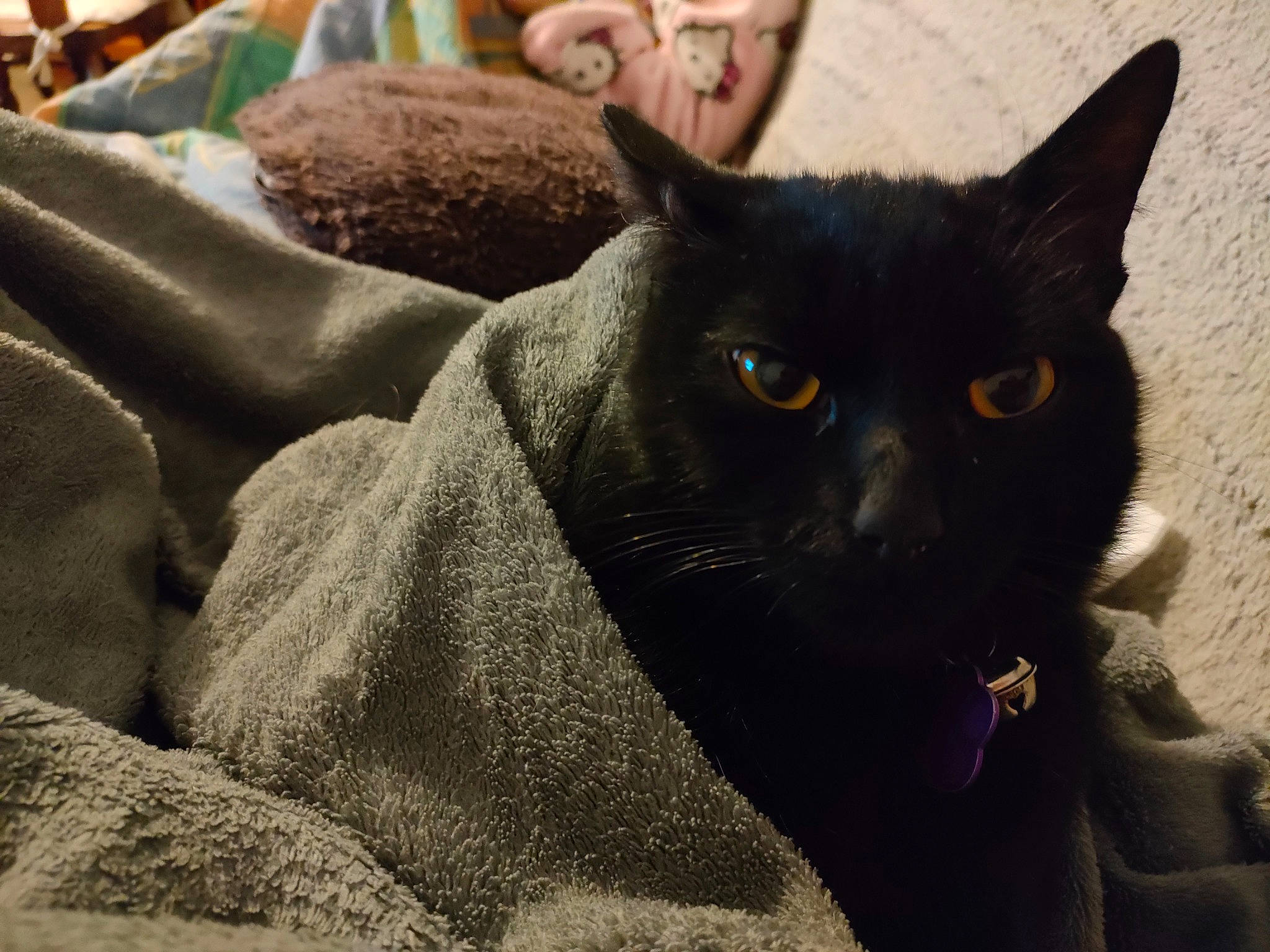 Lucifer participe au concours pour gagner de l'argent avec cette photo : art, black_cat, bombay, carmine, carnivore, cat, comfort, domestic_short_haired_cat, felidae, fur, grass, grey, sand, small_to_medium_sized_cats, snout, tail, terrestrial_animal, whiskers